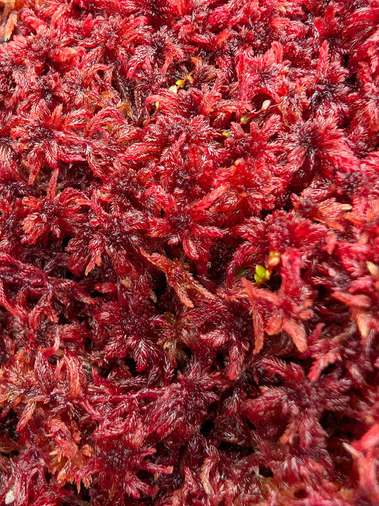 Sfagno vivo : Sphagnum rubellum