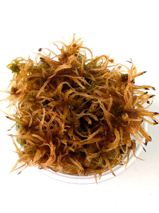 Live sphagnum: Sphagnum teres