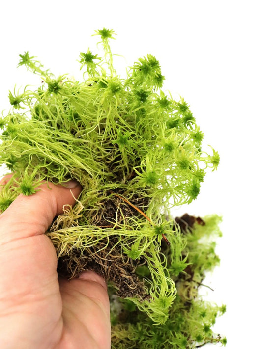 Lebendes Sphagnum „Grün“ von höchster Qualität