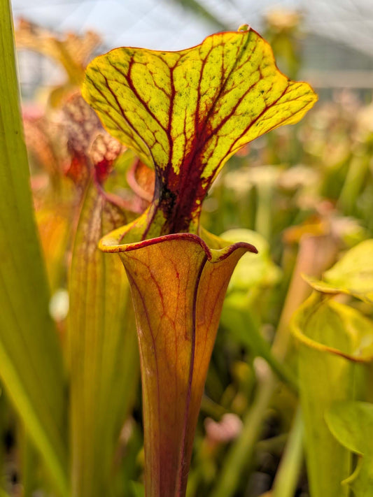 Sarracenia flava var. rubricorpora SFRB15 AC