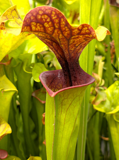 Sarracenia hybrid SH01 RVL x F88 MK