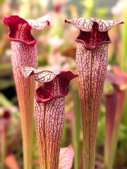 Sarracenia areolata  SH07 RVL  Hans Luhrs