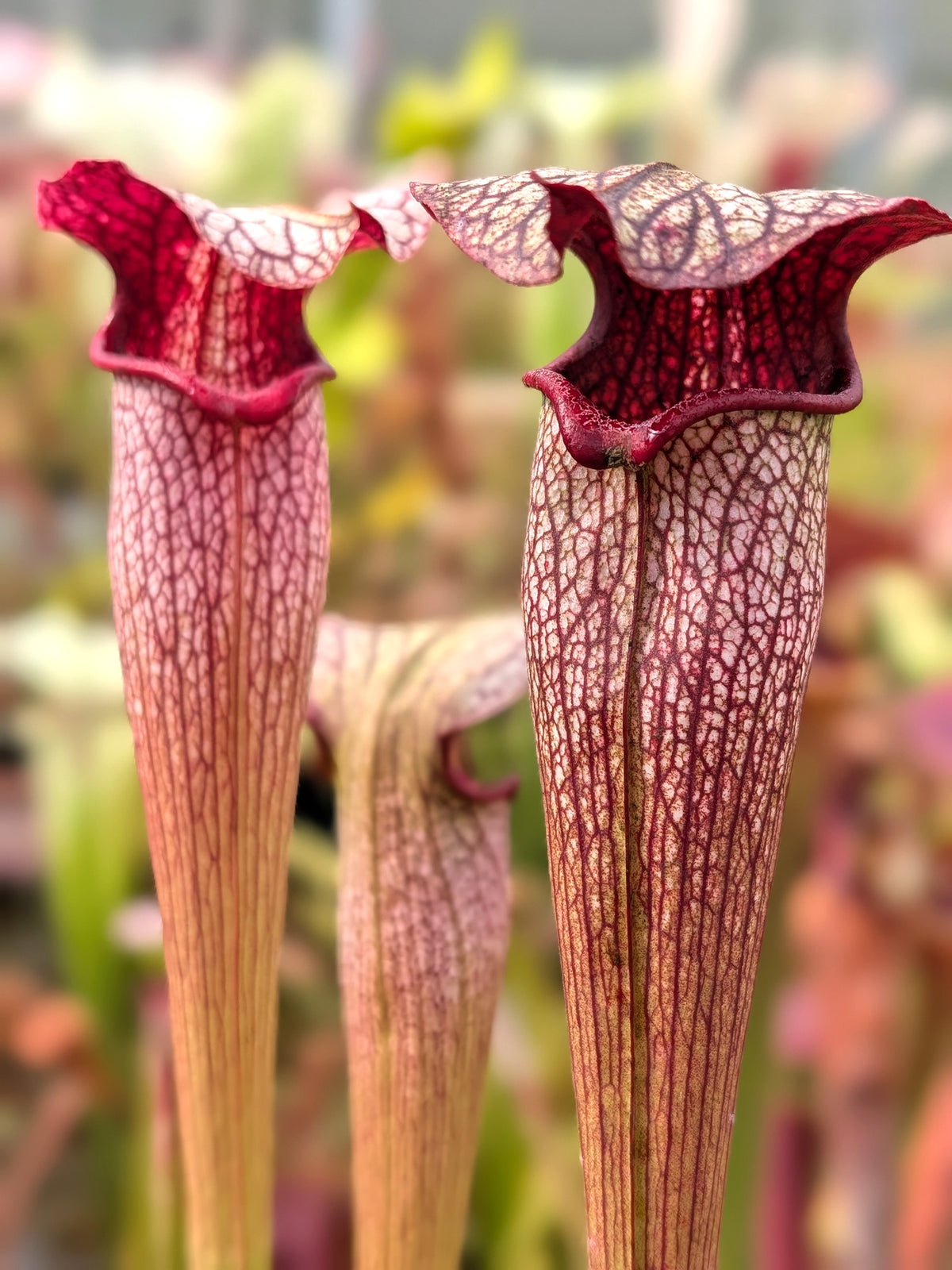 Sarracenia areolata  SH07 RVL  Hans Luhrs