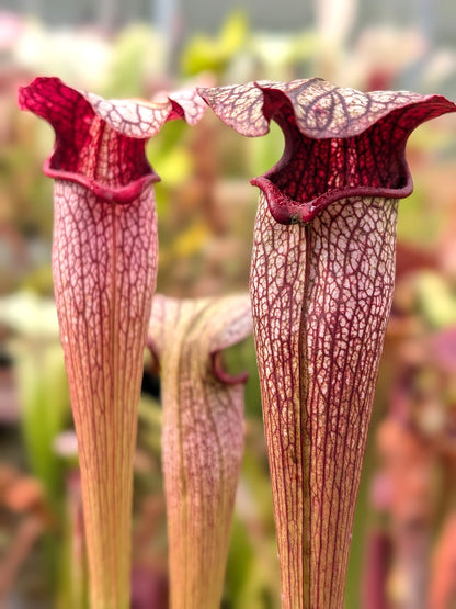 Sarracenia areolata  SH07 RVL  Hans Luhrs