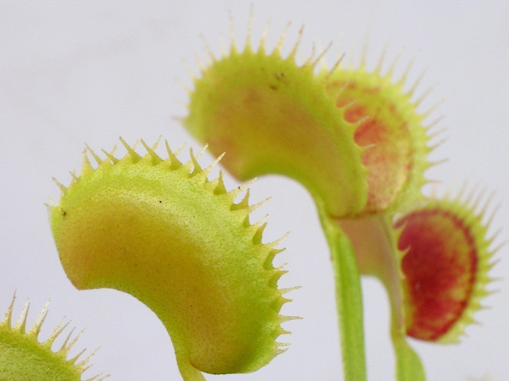 Dionaea muscipula  Shark's teeth