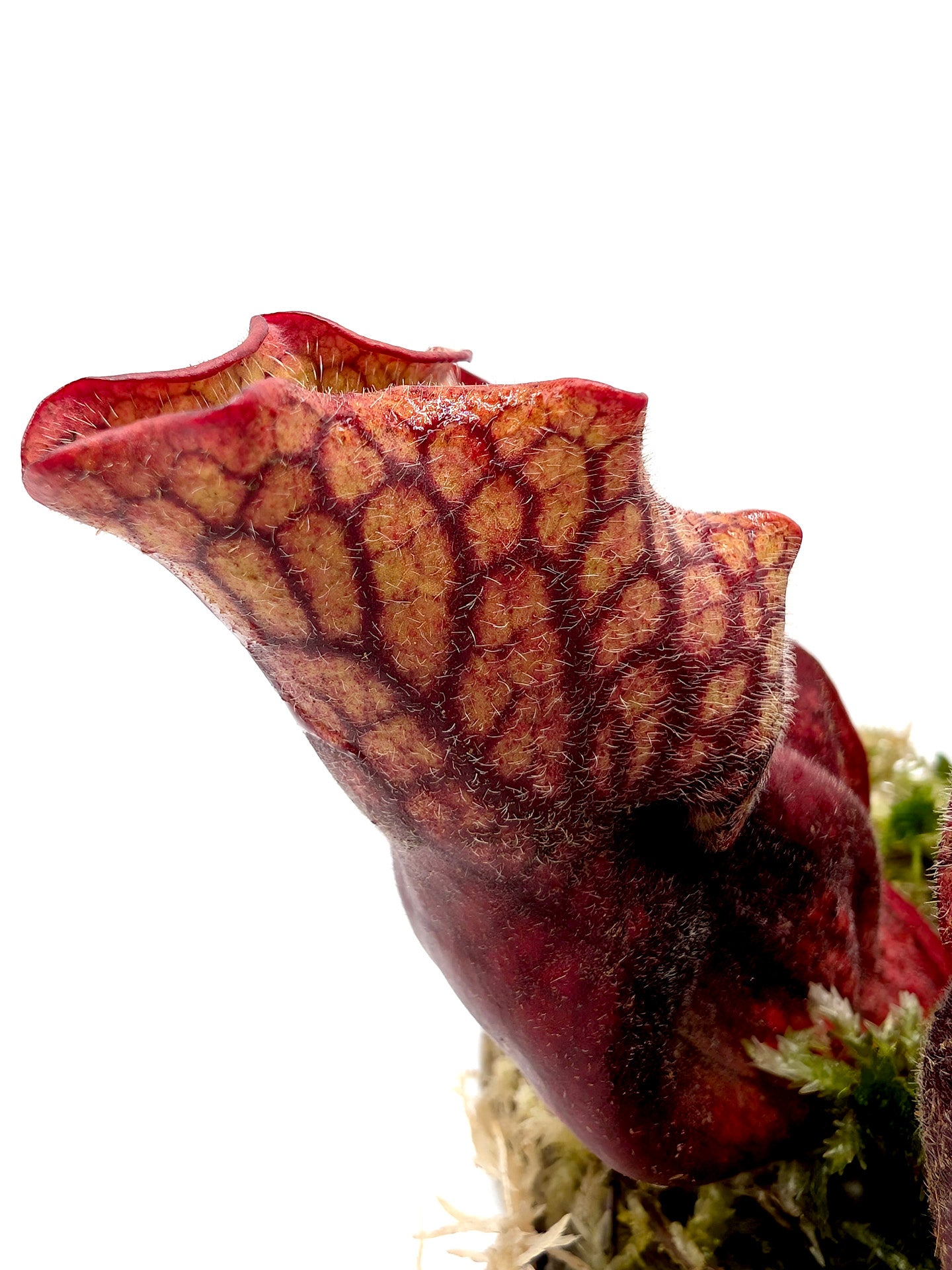 Sarracenia purpurea ssp. venosa Sheely Pond x montana Transylvania Co.