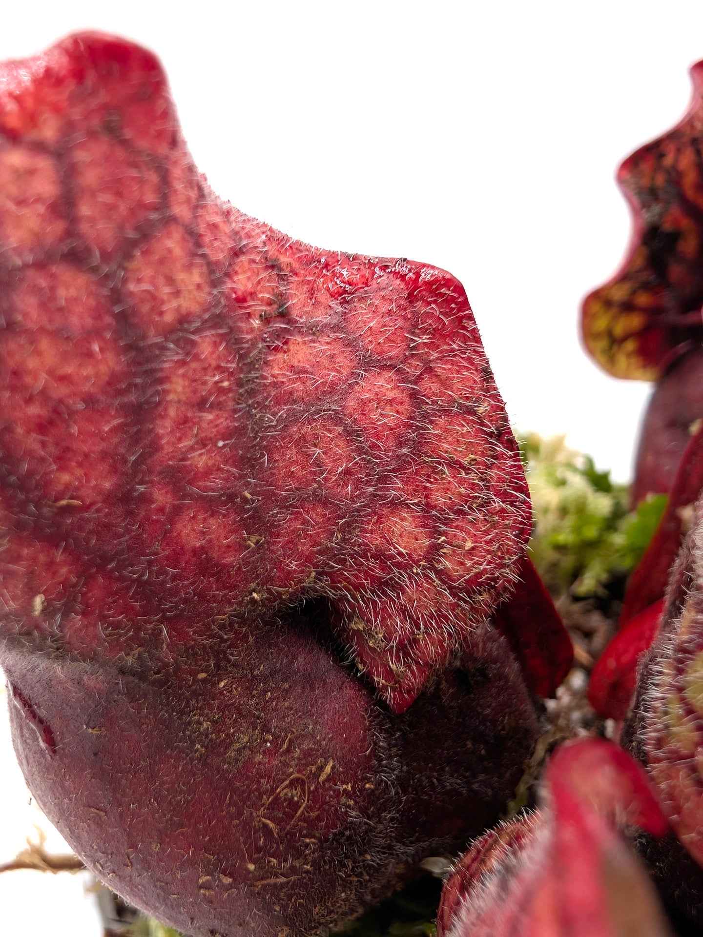 Sarracenia purpurea ssp. venosa Sheely Pond x montana Transylvania Co.
