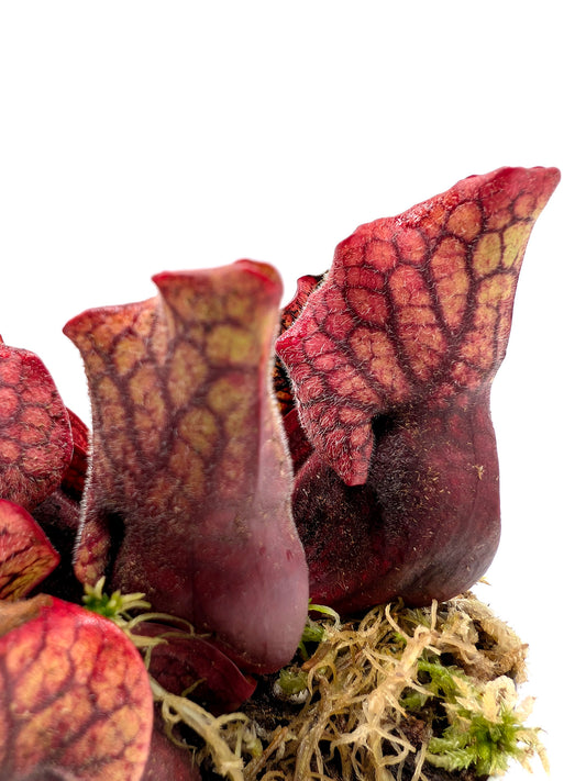 Sarracenia purpurea ssp. venosa Sheely Pond x montana Transylvania Co.