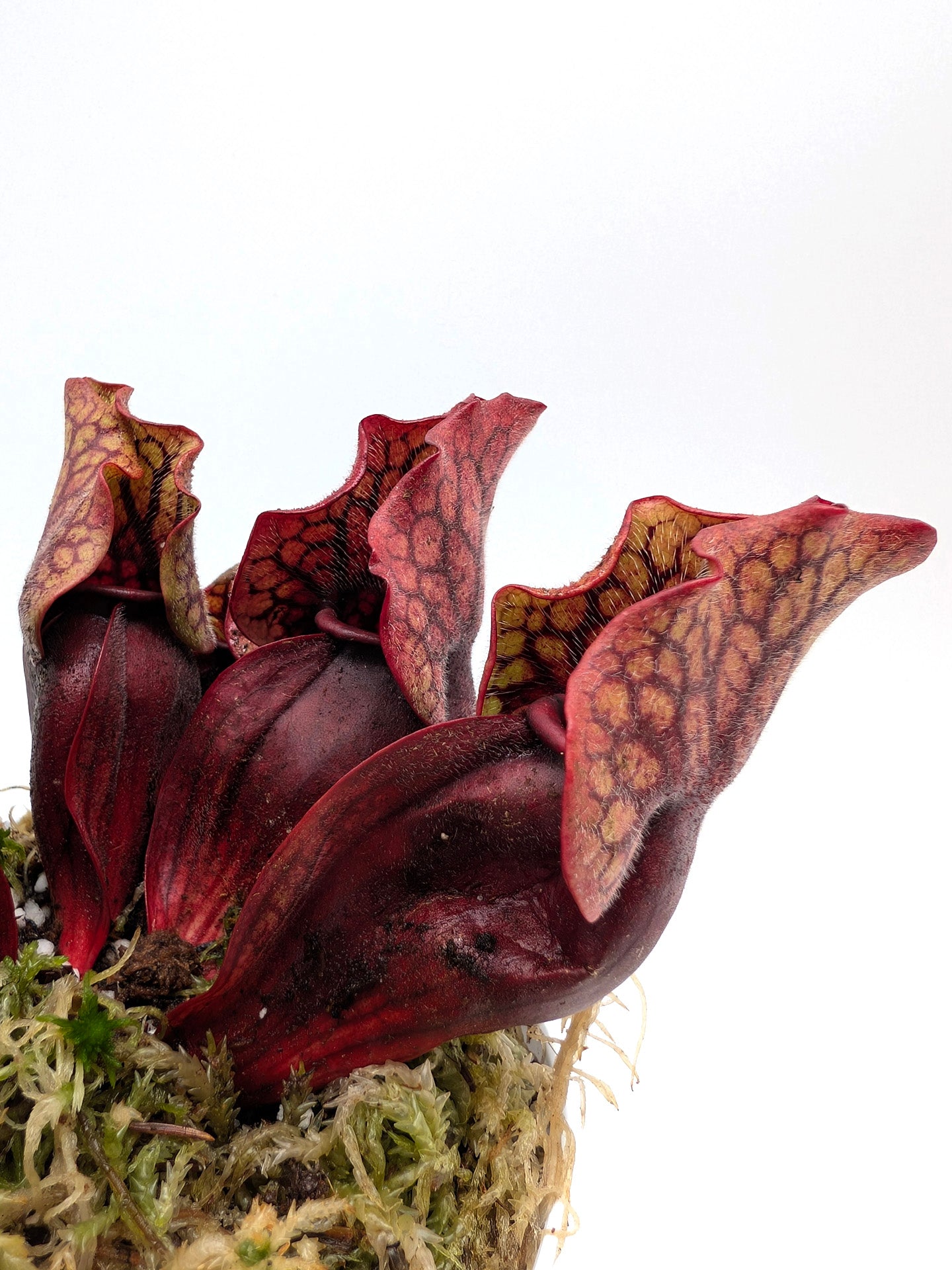 Sarracenia purpurea ssp. venosa Sheely Pond x montana Transylvania Co.