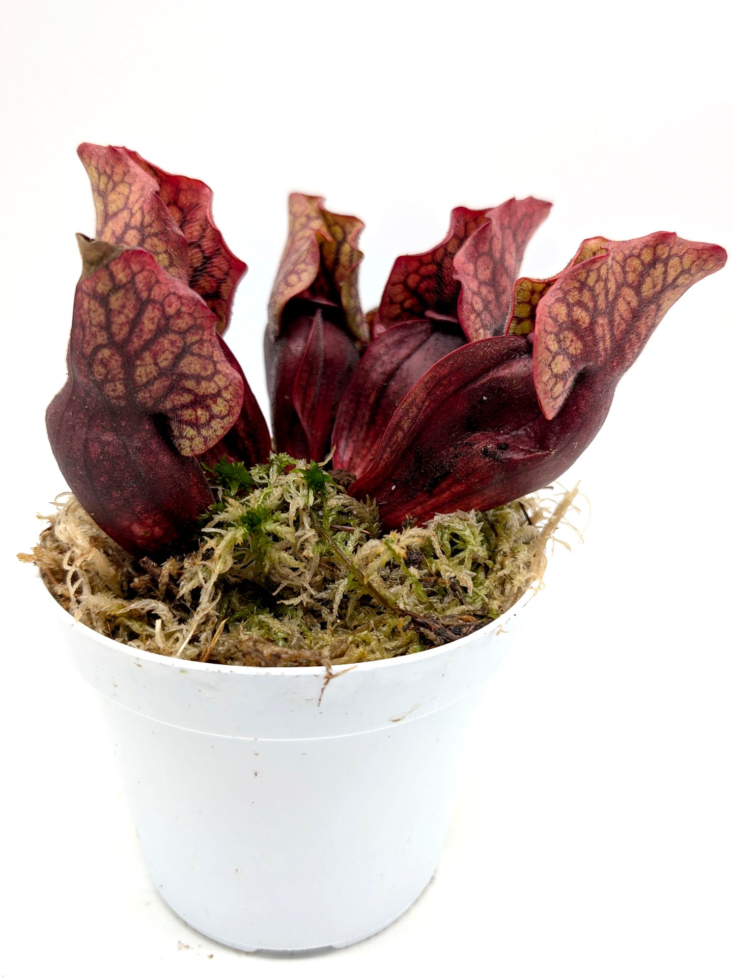 Sarracenia purpurea ssp. venosa Sheely Pond x montana Transylvania Co.