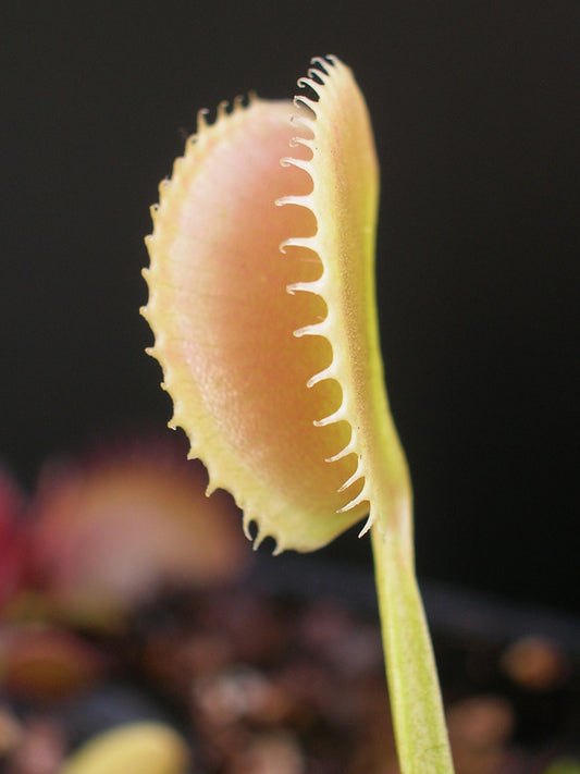 Dionaea muscipula  Short teeth Trev Cox