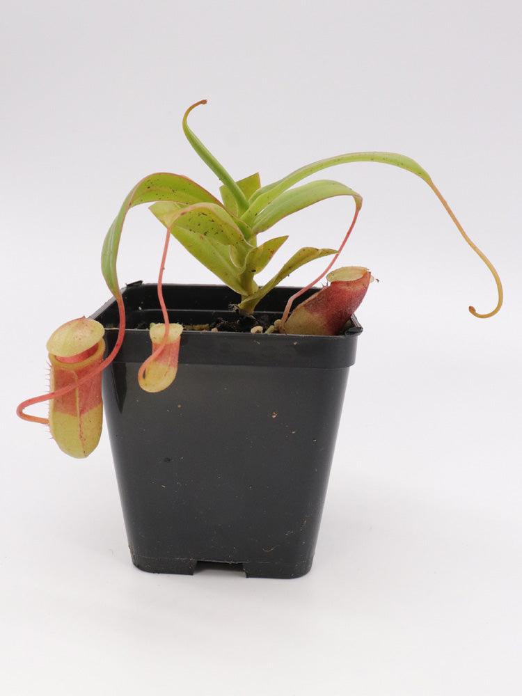 Nepenthes sibuyanensis  Guiting-Guiting, Philippines