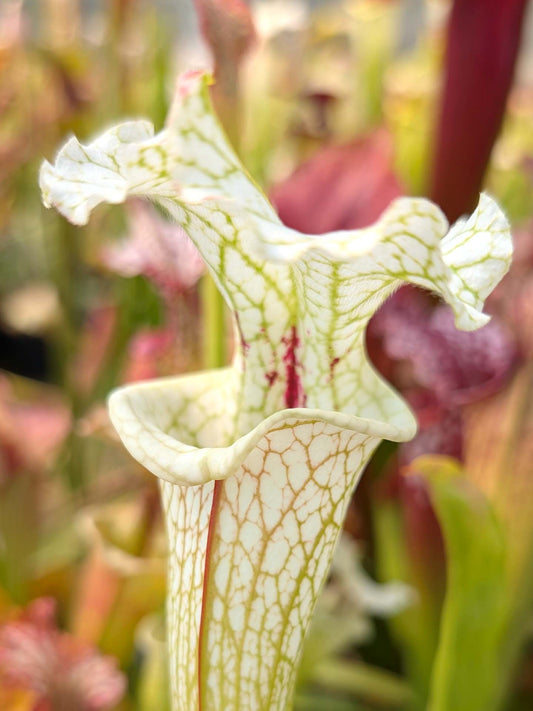 Sarracenia "White Walker"