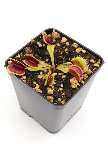Dionaea muscipula „SL14“ Klein
