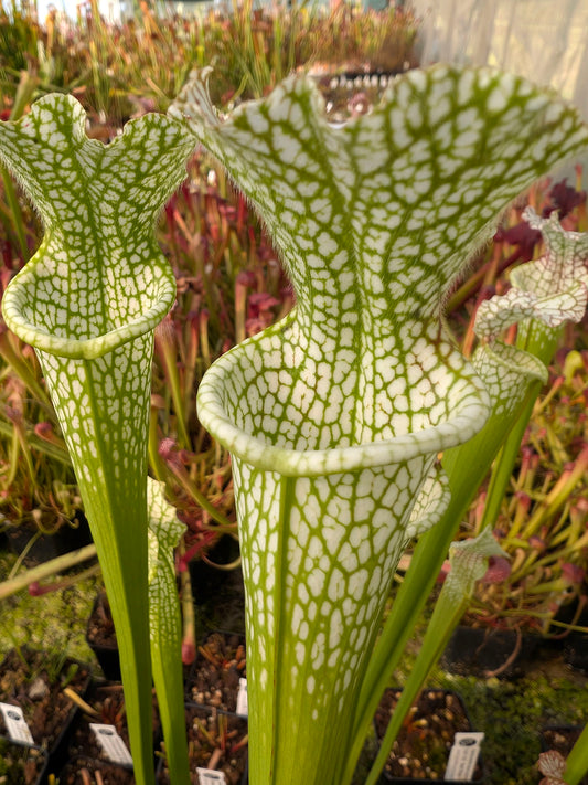 Sarracenia leucophylla  SL40 AC