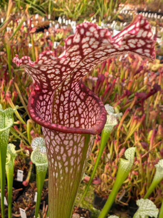 Sarracenia leucophylla  SL66 AC