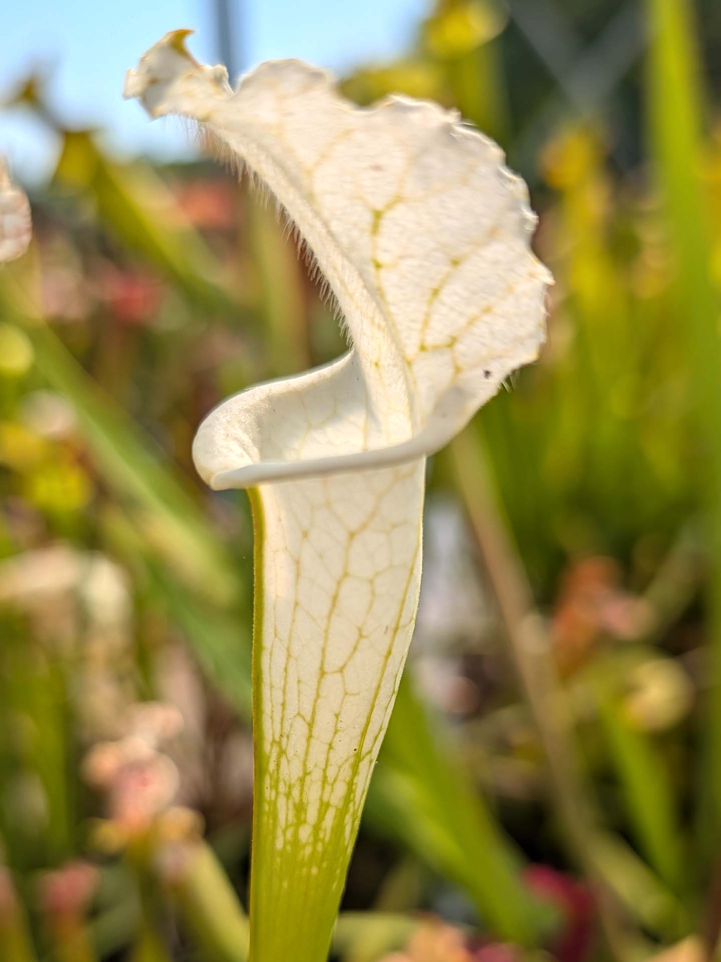 Sarracenia leucophylla var. alba  SL08 Klein