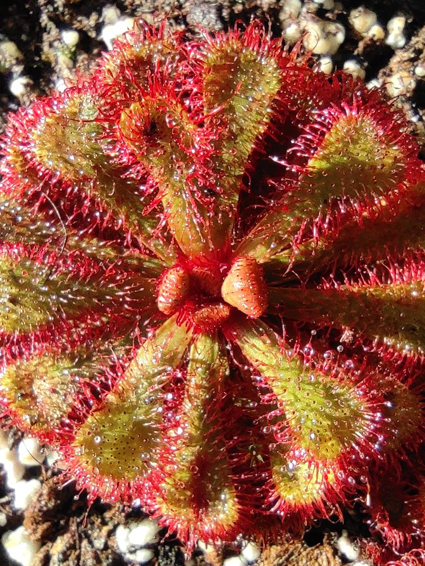Drosera slackii