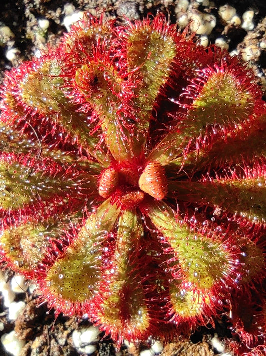 Drosera slackii