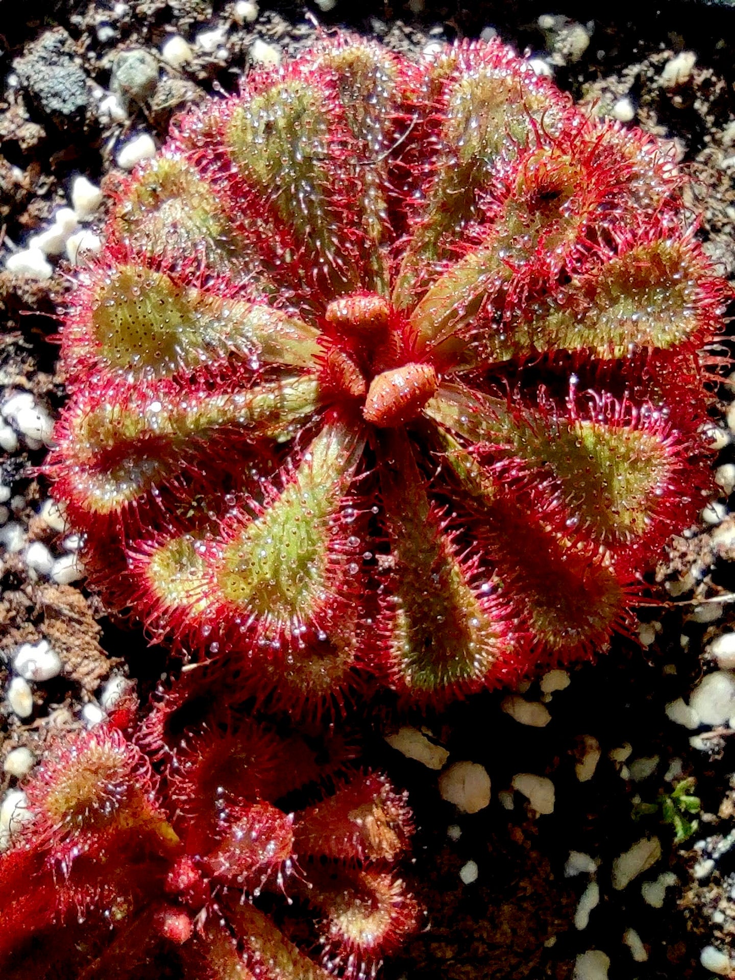 Drosera slackii