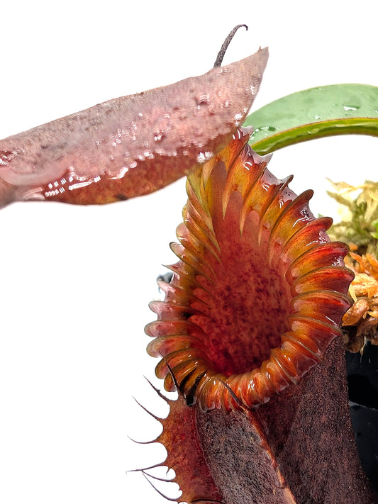 Nepenthes "Smilodon" x hamata