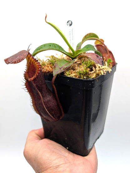 AUCTION 9: Nepenthes 'Smilodon' x edwardsiana Medium Size