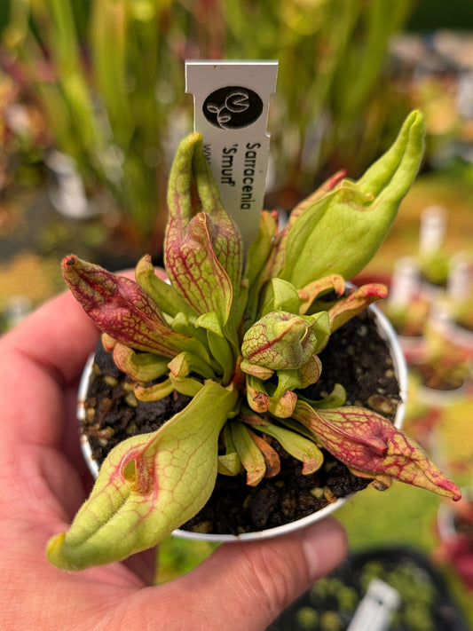 Sarracenia purpurea "Smurf"