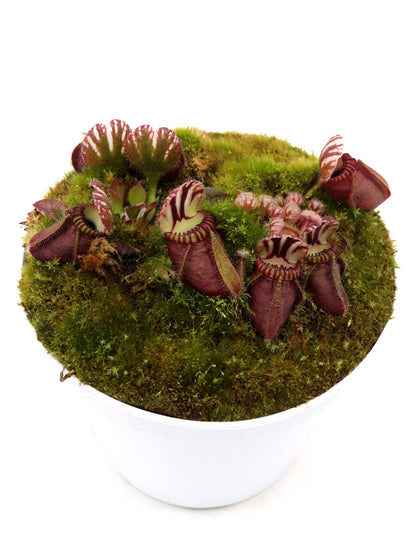 Cephalotus follicularis "SNW Red"