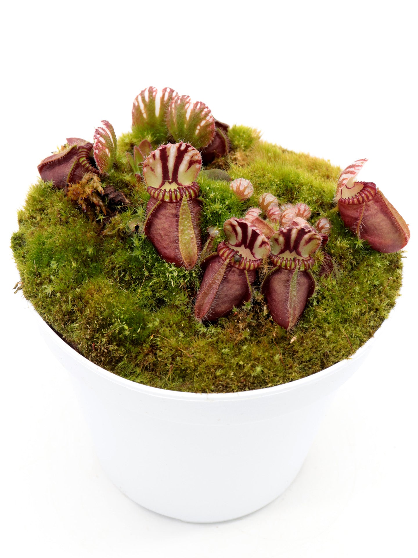 Cephalotus follicularis "SNW Red"