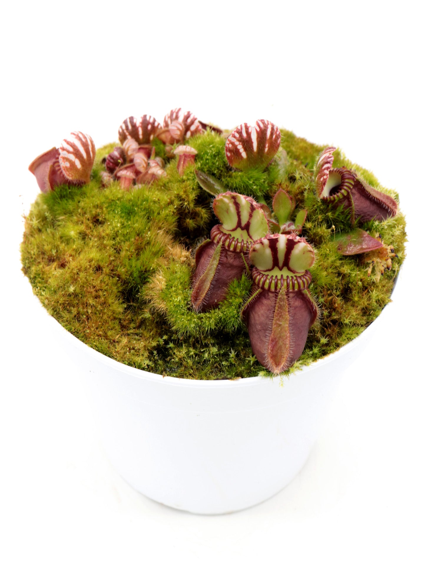 Cephalotus follicularis "SNW Red"