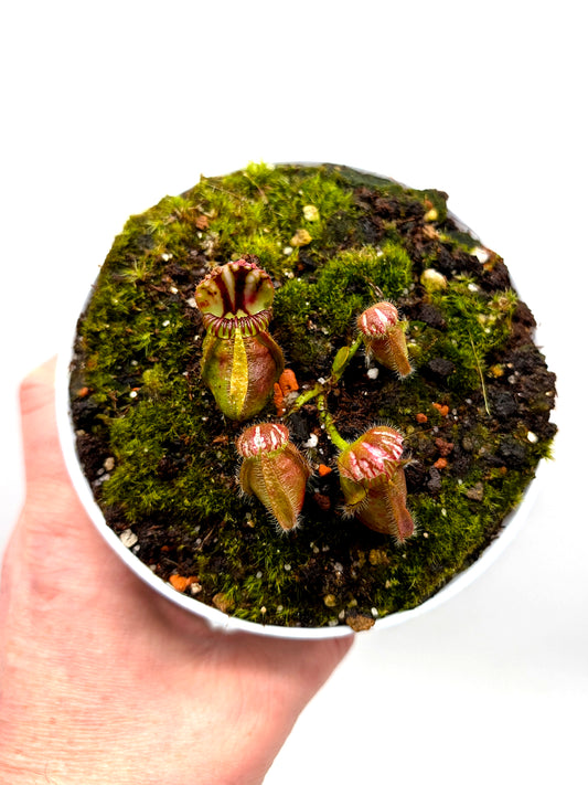 ASTA 4 : Cephalotus follicularis "SNW RED"