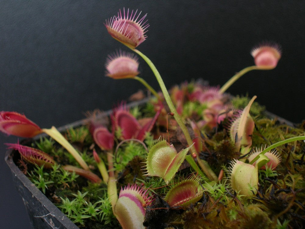 Dionaea muscipula  Sonic