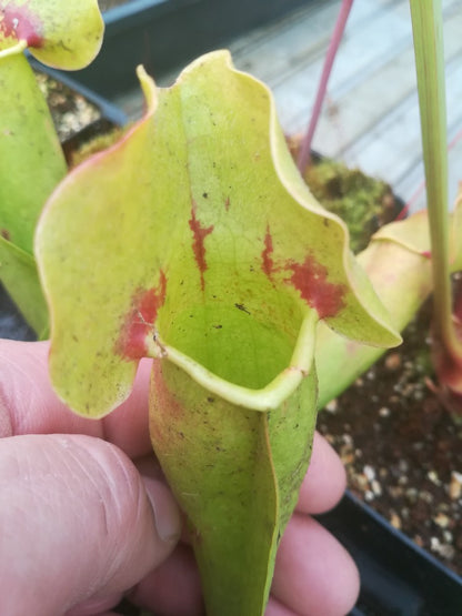 Sarracenia 'Sorrow'