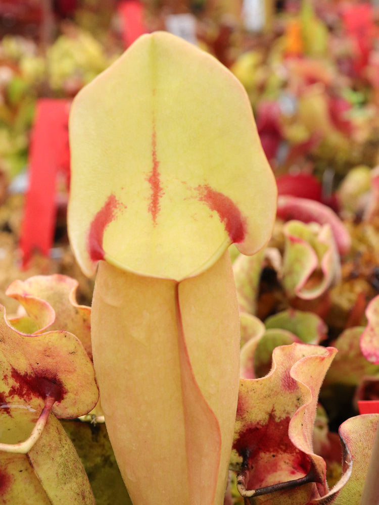 Sarracenia 'Sorrow'
