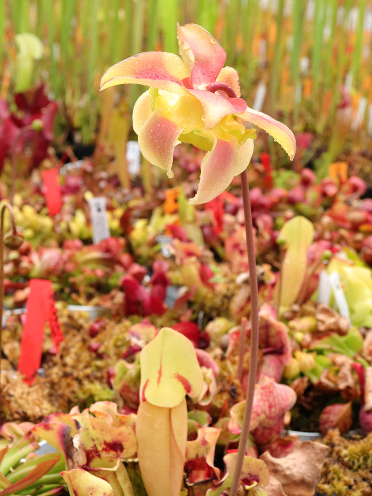 Sarracenia 'Sorrow'