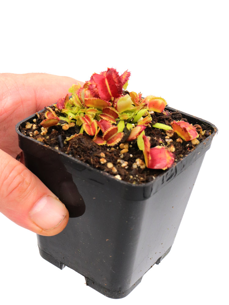 Dionaea muscipula „Weltraum“