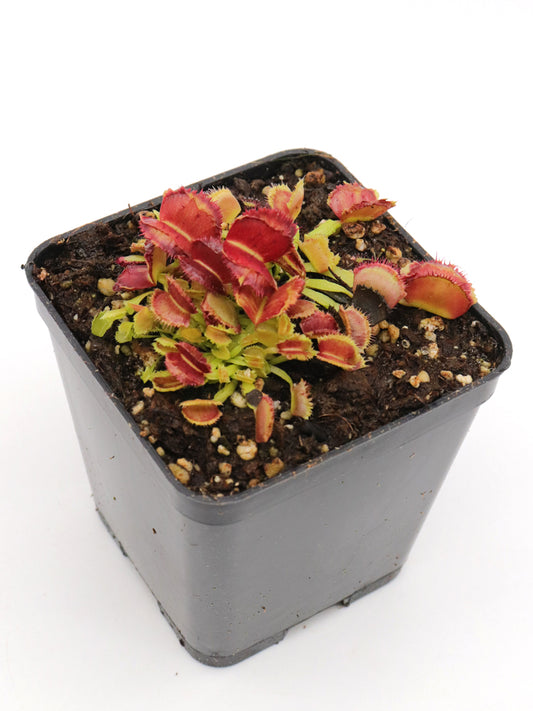 Dionaea muscipula „Weltraum“