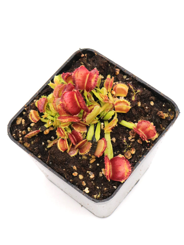 Dionaea muscipula „Weltraum“