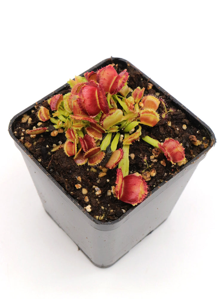 Dionaea muscipula „Weltraum“