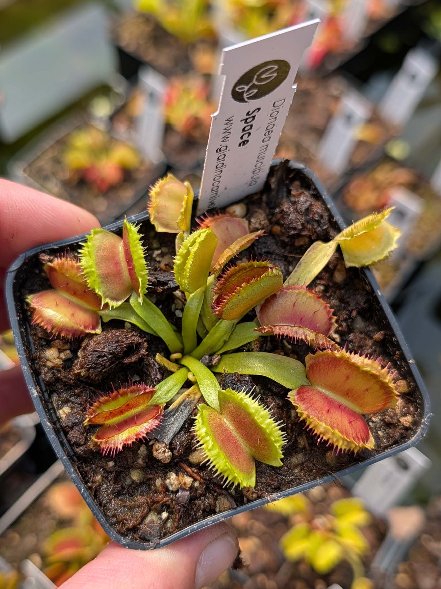Dionaea muscipula "Space"