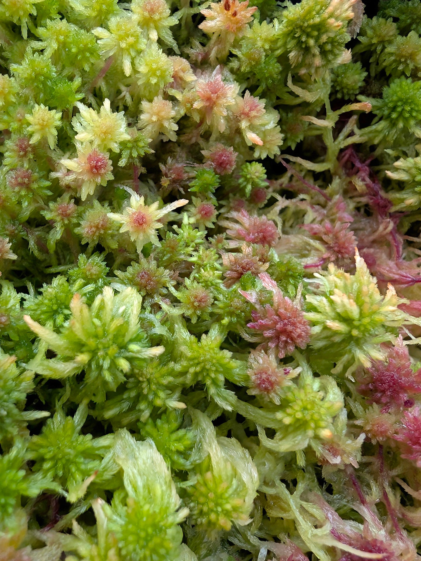 Sfagno vivo : Sphagnum capillifolium
