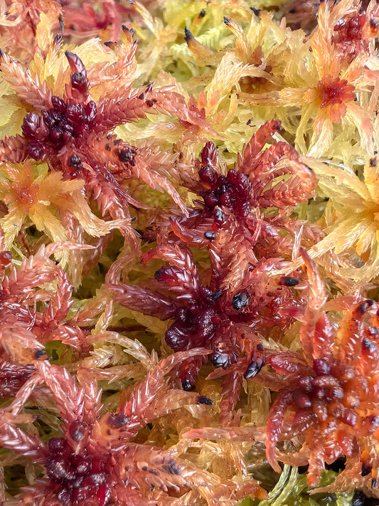 Sfagno vivo : Sphagnum divinum