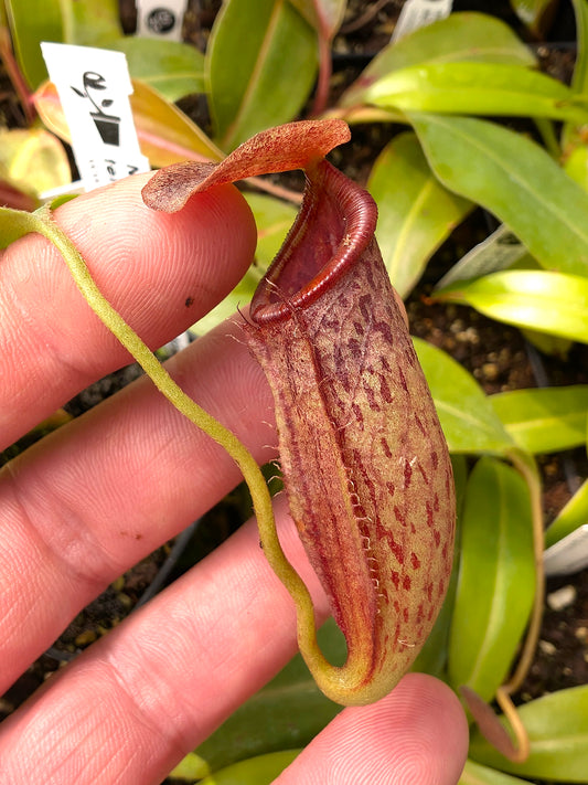 Nepenthes (spathulata x spectabilis Pinapan) x tenuis