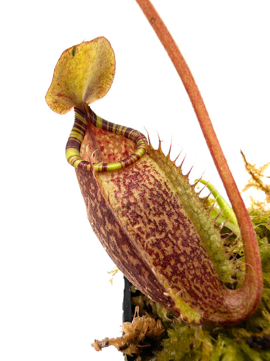 Nepenthes spectabilis „Giant“ x undulatifolia