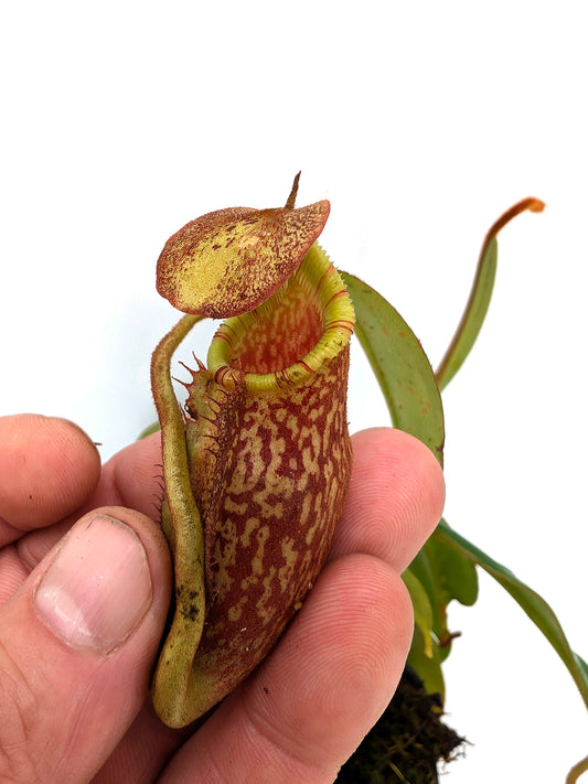 ASTA 12 : N. spectabilis "Giant" x N. villosa  (Yasuhide Nakagawa cross) Medium Size