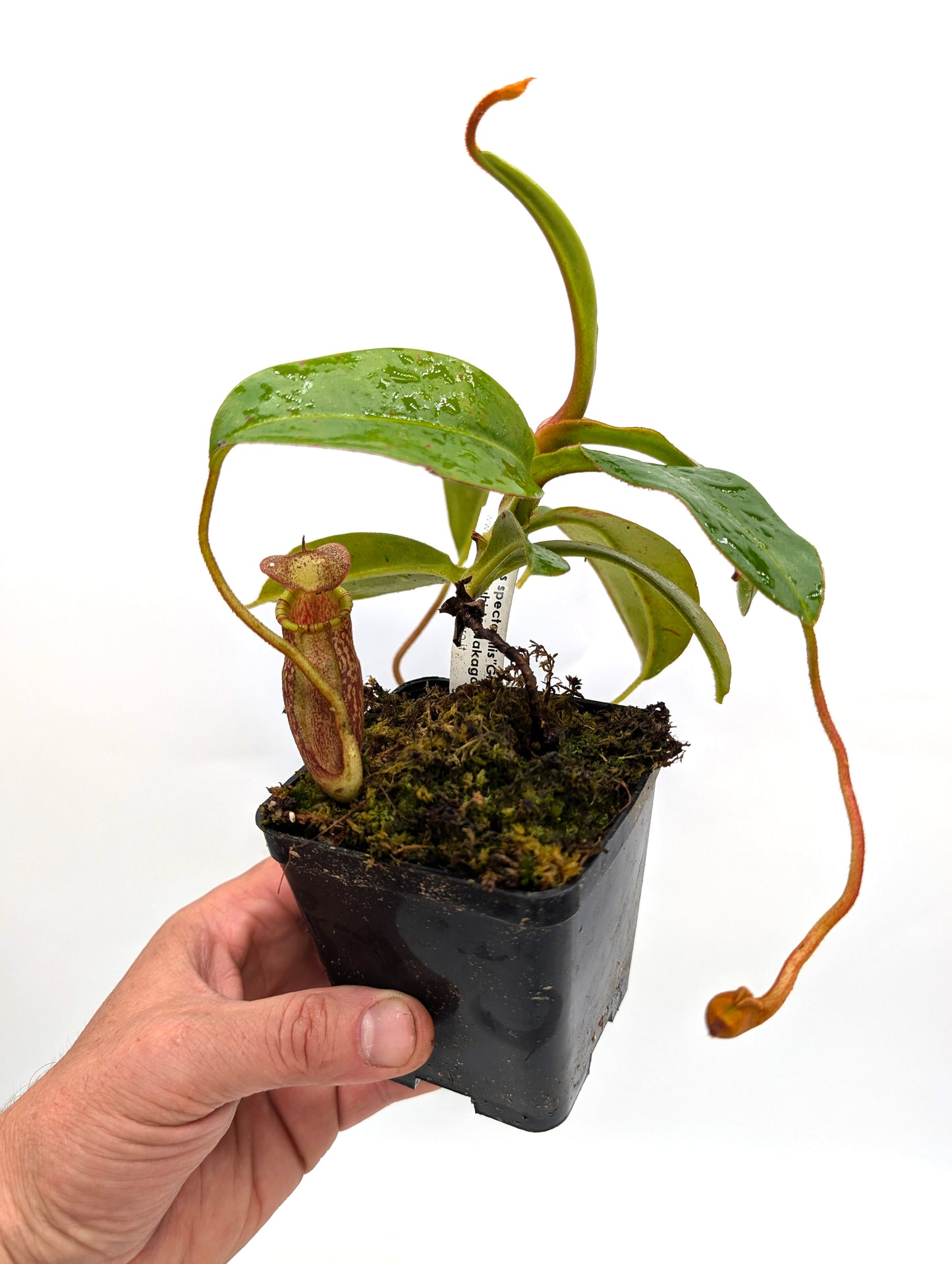 ASTA 12 : N. spectabilis "Giant" x N. villosa  (Yasuhide Nakagawa cross) Medium Size