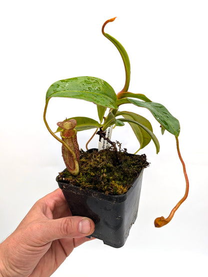 ASTA 12 : N. spectabilis "Giant" x N. villosa  (Yasuhide Nakagawa cross) Medium Size