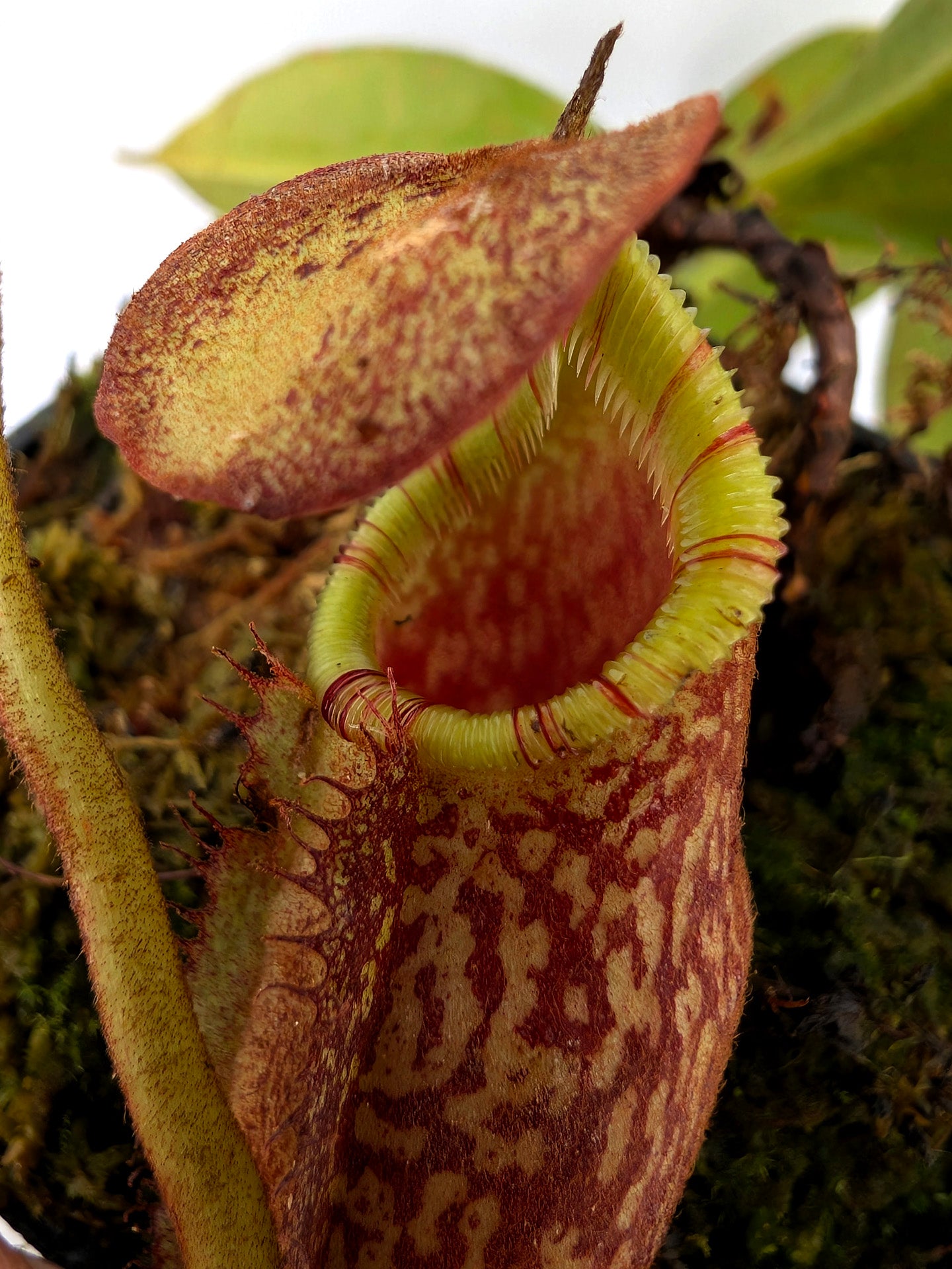 ASTA 12 : N. spectabilis "Giant" x N. villosa  (Yasuhide Nakagawa cross) Medium Size