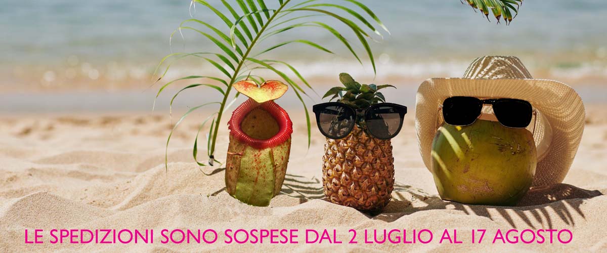 Slide immagine