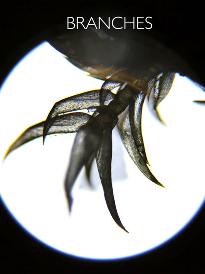 Lebendes Torfmoos: Sphagnum capillifolium (Alpenform)